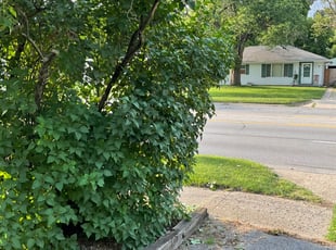 Bush Trimming by Michael Sutton for Adam M. in Columbus, OH