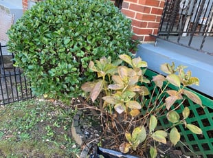 Bush Trimming by Carlos Polanco for Tracey H. in Washington, DC