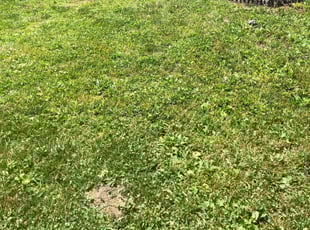 Bush Trimming by Abel Macareno for Robert O. in Indianapolis, IN