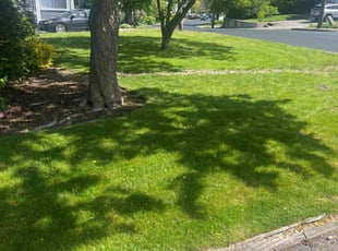 Jeff S.'s Grass Cutting service result