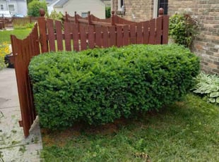 Bush Trimming by Joseph Schmidt for Judith B. in West Allis, WI