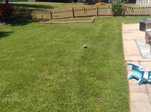 Vincent C.'s Lawn Care service result