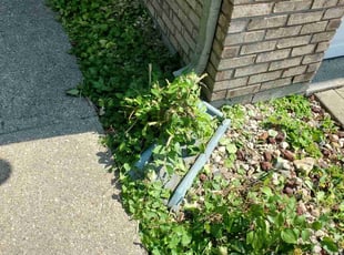 Bush Trimming by Michael McDaniel for Robert C. in Greenwood, IN