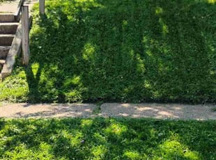 Dianna Y.'s Lawn Mowing service result