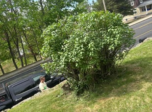 Bush Trimming by Matthew Achey for Emely B. in West Warwick, RI