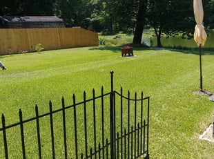 Narcissia R.'s Lawn Maintenance service result