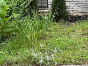 Weeding by Andrew White for Chloe L. in Atlanta, GA
