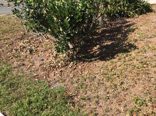 Bush Trimming by Nicholas Calloway for Julio G. in Sanford, FL