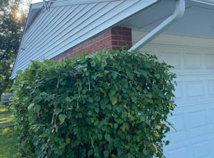 Bush Trimming by Jose Maltos for Nathaniel D. in Cincinnati, OH