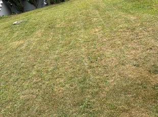Mark R.'s Yard Cutting service result