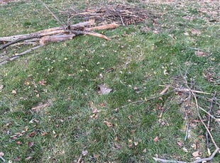Bush Trimming by Dennis Joyner for Tanya L. in Hyattsville, MD