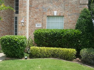 Bush Trimming by Anthony Davis for Mark K. in McKinney, TX