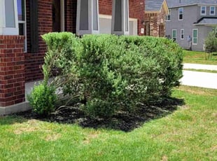 Landscaping by Aurian Medina for Stephen S. in Converse, TX