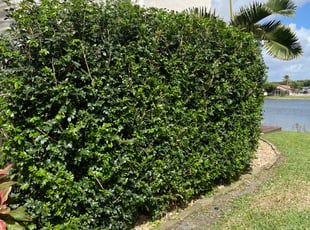 Bush Trimming by Charles Walton for Jessica J. in Lake Worth, FL
