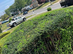 Bush Trimming by Dimas Lopez for Robyn C. in Baltimore, MD