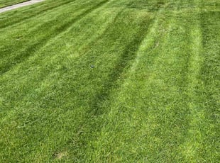 Kristen L.'s Grass Cutting service result