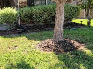 Weeding by Johnny Cox for Jaret G. in Fort Worth, TX