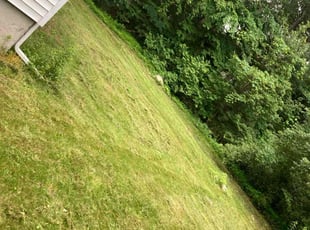 Marya S.'s Lawn Service service result