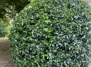 Bush Trimming by Milton Rodriguez for Jordana V. in Kennesaw, GA