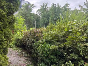 Bush Trimming by Durand Turner for David B. in Atlanta, GA