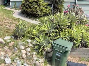Leaf Removal by Alexander Stevenson for ANDREW S. in Los Angeles, CA