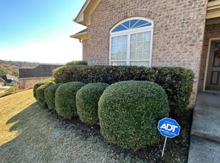 Carmen M.'s Lawn Mowing Service service result