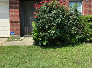 Bush Trimming by Ivan Pichardo for Mark O. in Dallas, TX