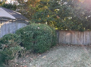 Bush Trimming by Andree Dualan for joseph p. in Virginia Beach, VA
