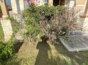 Bush Trimming by Lacy Dixon for nicholas w. in San Antonio, TX
