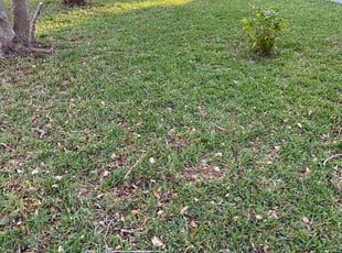 Leaf Removal by Ronnie Folks Jr for Michael B. in Lauderhill, FL