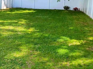 Bria J.'s Lawn Mowing service result
