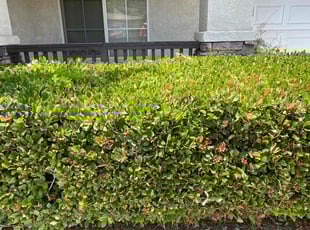 Bush Trimming by Carlos Reyna for Jack S. in Fontana, CA