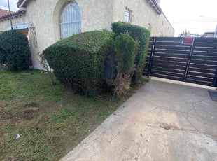 Bush Trimming by Carlos Romero for Rashaad D. in Los Angeles, CA
