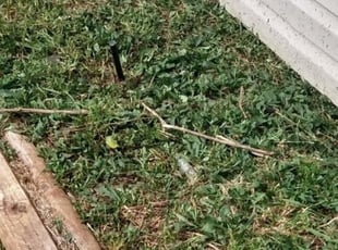 Weeding by Bernard Frampton for Kirsten B. in Joppatowne, MD