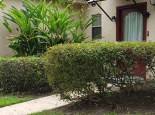 Bush Trimming by Steven Banes for Thomas B. in Baton Rouge, LA