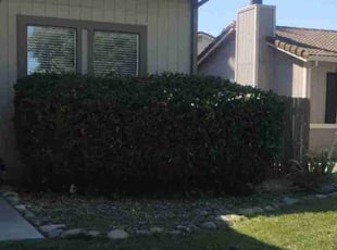 Jean H.'s Bush Trimming service result