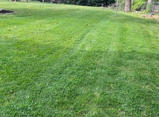 Ivy S.'s Yard Cutting service result