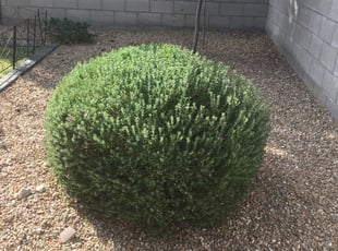 Bush Trimming by Oscar Laureano for Raul A. in Queen Creek, AZ