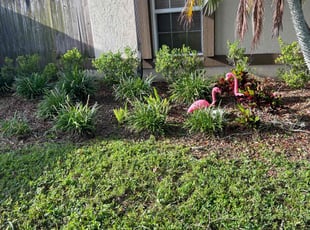 Weeding by Felipe Dothe for Amanda S. in Tampa, FL