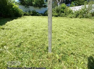 Linda W.'s Lawn Mowing service result