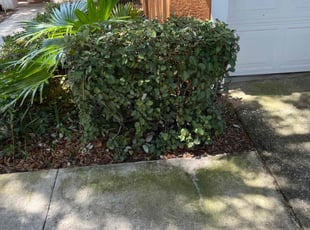 Bush Trimming by Jose Disla; for Andrew L. in Davenport, FL
