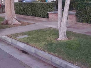 Leaf Removal by Antonio Ruiz for Kathleen S. in Riverside, CA