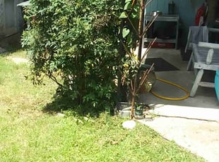 Bush Trimming by Jerome Borders for Sandra H. in Memphis, TN