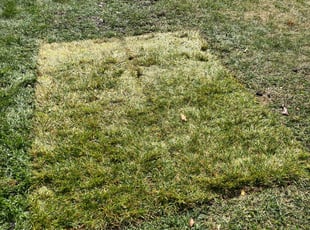Landscaping by Oscar Vega for Daniel E. in Evanston, IL