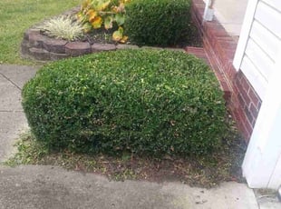 Bush Trimming by Adams Paiz for Porter M. in Huntersville, NC