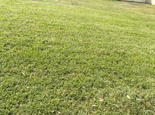 Laura H.'s Lawn Service service result
