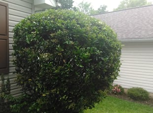 Bush Trimming by Adams Paiz for Austin T. in Charlotte, NC