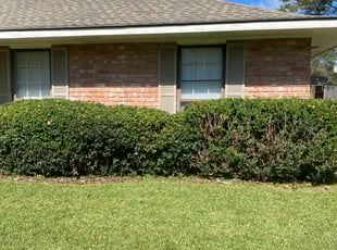Bush Trimming by Adam Craft for Kristy L. in Baton Rouge, LA