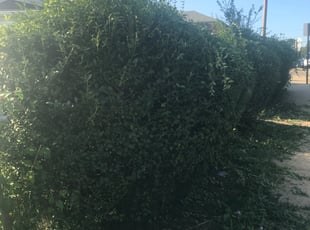 Bush Trimming by Nathan Robinson for Margaret W. in Baltimore, MD