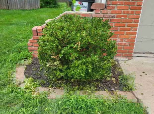 Bush Trimming by Cameron Lewis for Nick K. in Lee's Summit, MO